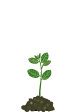 tree growth illustration sprout