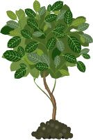 tree growth illustration tree